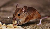 Find Exterminators in Tompkins County